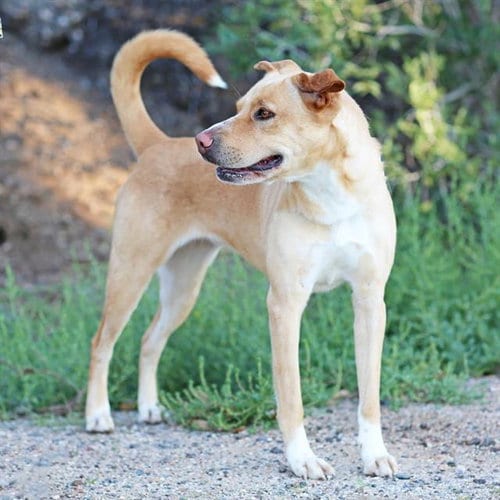 Photo of Penelope, adoptable Australian Cattle Dog/Blue Heeler in Albuquerque, New Mexico