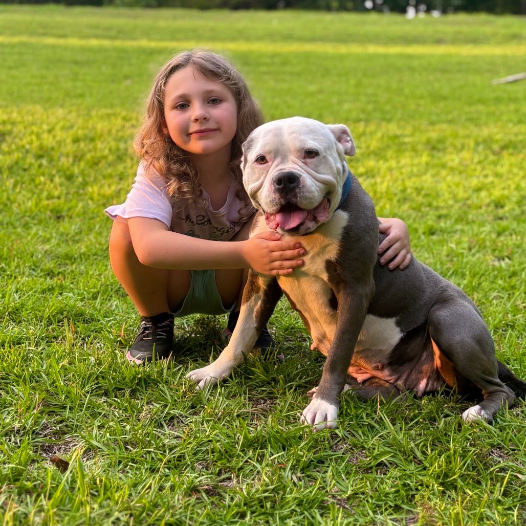 Photo of Winnie, adoptable American Staffordshire Terrier in Colorado Springs, Colorado