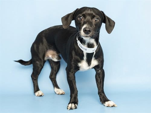 Photo of Rocco, adoptable Chihuahua in Phoenix, Arizona