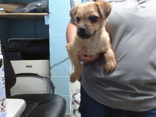 Photo of Romeo, adoptable Border Terrier in Albuquerque, New Mexico