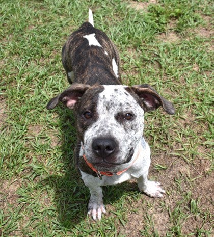 Photo of Fidget, adoptable Catahoula Leopard Dog in Inverness, Florida