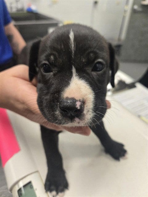 Photo of Madison, adoptable American Pit Bull Terrier in Corpus Christi, Texas