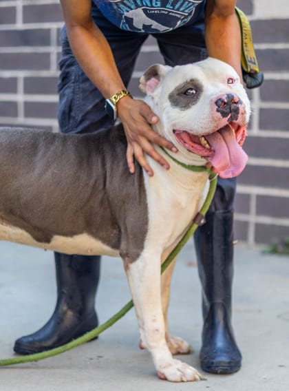 Photo of Rockwell, adoptable dog in Chamblee, Georgia