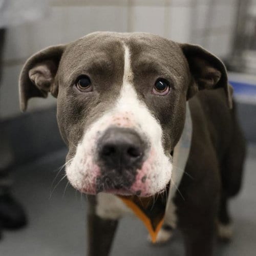 Photo of Leo, adoptable American Staffordshire Terrier in San Antonio, Texas