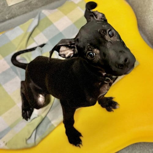 Photo of Sharityn, adoptable American Staffordshire Terrier in Houston, Texas