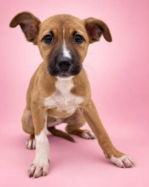 Photo of Peach, adoptable Shepherd in Brooklyn, New York