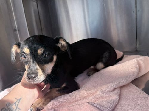 Photo of Presley, adoptable Chihuahua in Phoenix, Arizona