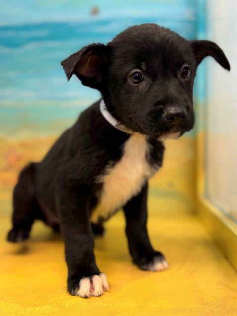Photo of Smalls, adoptable German Shepherd Dog in Agoura, California