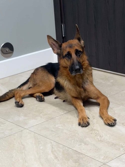 Photo of Lily 3175, adoptable German Shepherd Dog in Plantation, Florida