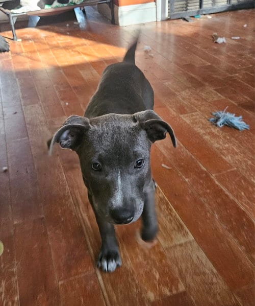 Photo of Spirit, adoptable Staffordshire Bull Terrier in Tracy City, Tennessee