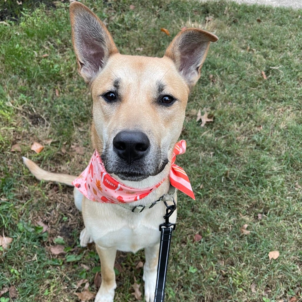 Photo of Dacre FC AD, adoptable Malamute, Alaskan / Terrier, Pit Bull in Union, Missouri