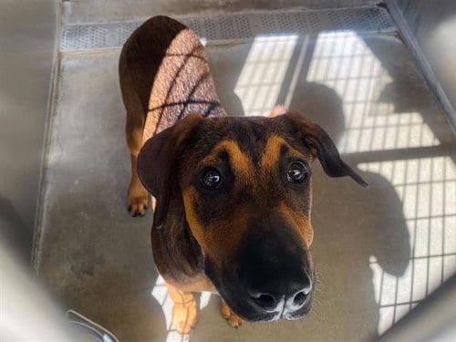Photo of Zelda, adoptable Doberman Pinscher in Orange, California