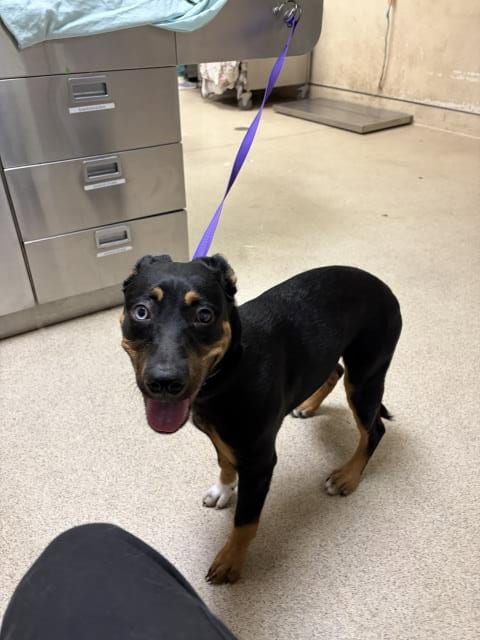 Photo of Nova, adoptable Rottweiler in Riverside, California