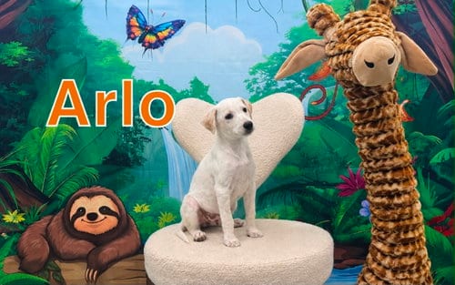 Photo of Arlo, adoptable Terrier in Marine City, Michigan