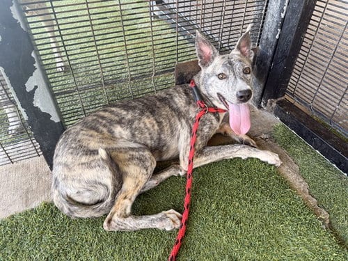 Photo of Stormy, adoptable Siberian Husky in Garland, Texas
