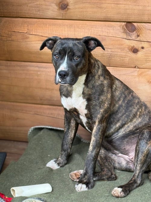 Photo of Brinnie, adoptable Boxer in Holly Springs, North Carolina