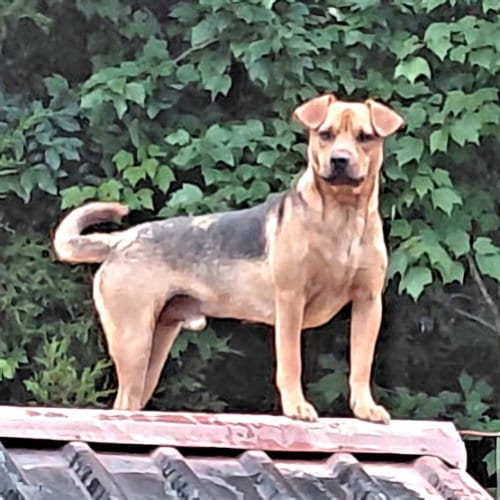 Photo of Little Man, adoptable Black Mouth Cur in Rutherfordton, North Carolina