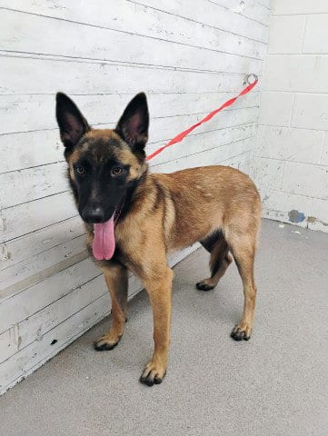 Photo of Daisy, adoptable Belgian Shepherd Malinois in San Bernardino, California