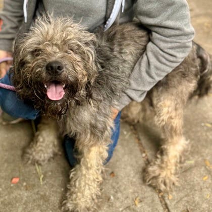 Photo of Jules, adoptable Terrier in Oakland, California