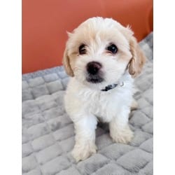 Photo of Bowie, adoptable Shih Tzu Bichon Frise in Palatine, Illinois