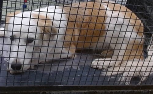 Photo of Arlo, adoptable Australian Shepherd in San Bernardino, California
