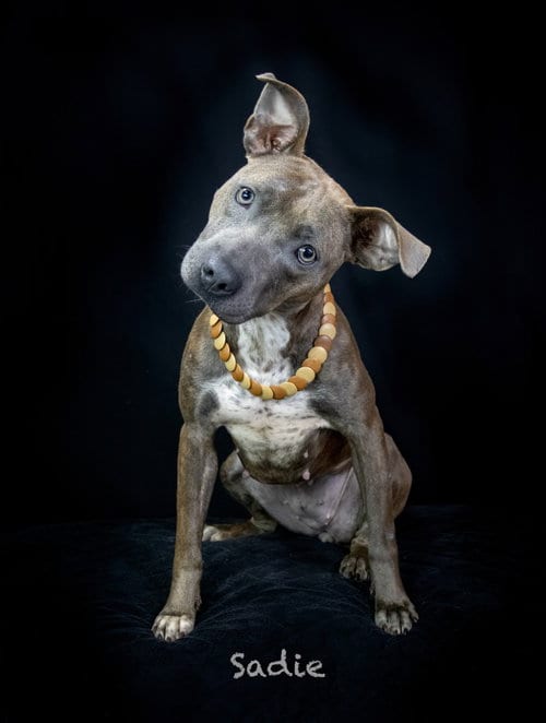 Photo of Sadie, adoptable Terrier in Hot Springs Village, Arkansas
