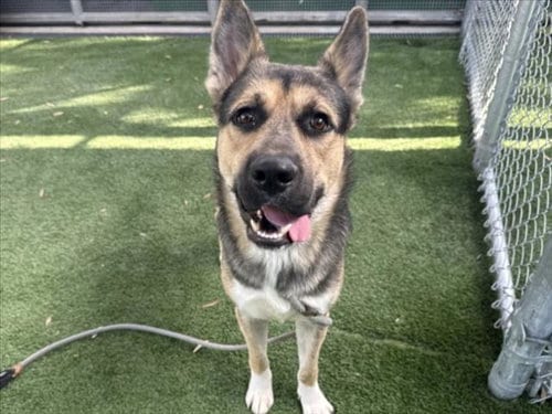 Photo of Max, adoptable German Shepherd Dog in Los Angeles, California