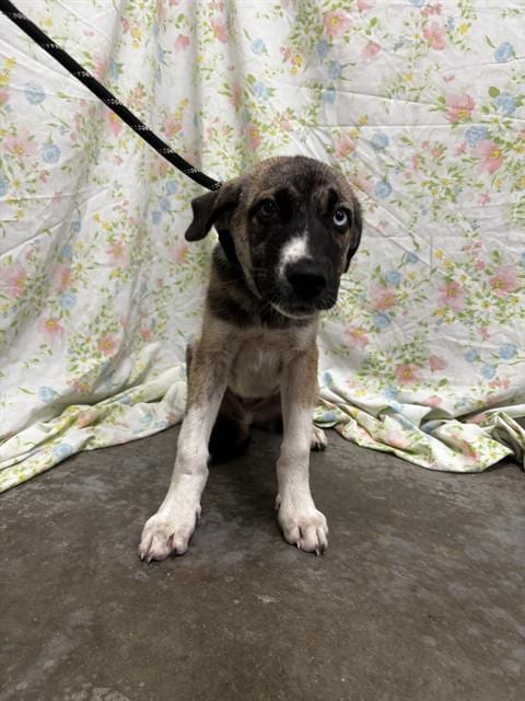 Photo of Rudie, adoptable German Shepherd Dog in Rosenberg, Texas