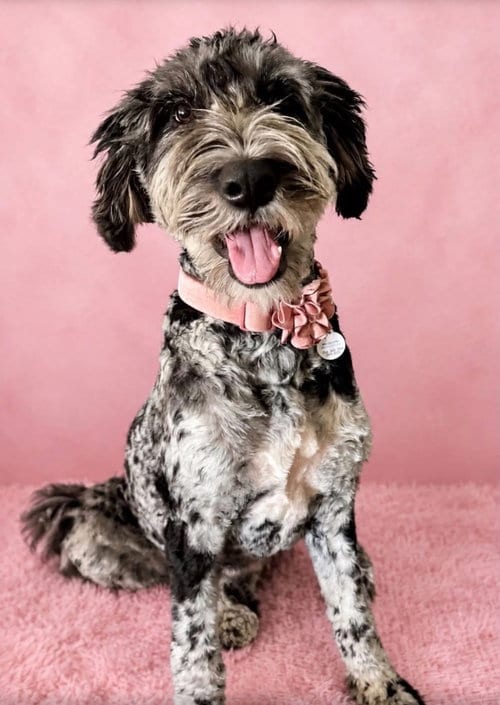 Photo of Bernadette, adoptable Bernese Mountain Dog in Claremore, Oklahoma
