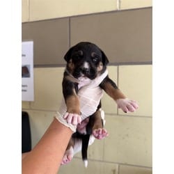 Photo of Brownie, adoptable American Pit Bull Terrier German Shepherd Dog in Jurupa Valley, California