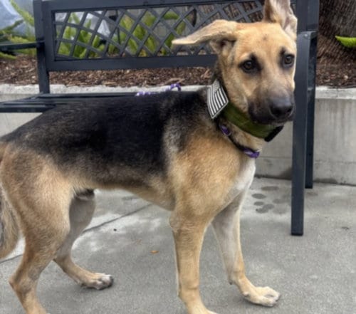 Photo of Jack, adoptable German Shepherd Dog in San Pedro, California