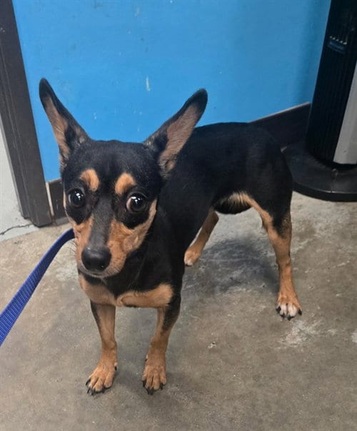 Photo of A171279, adoptable Chihuahua in Bakersfield, California