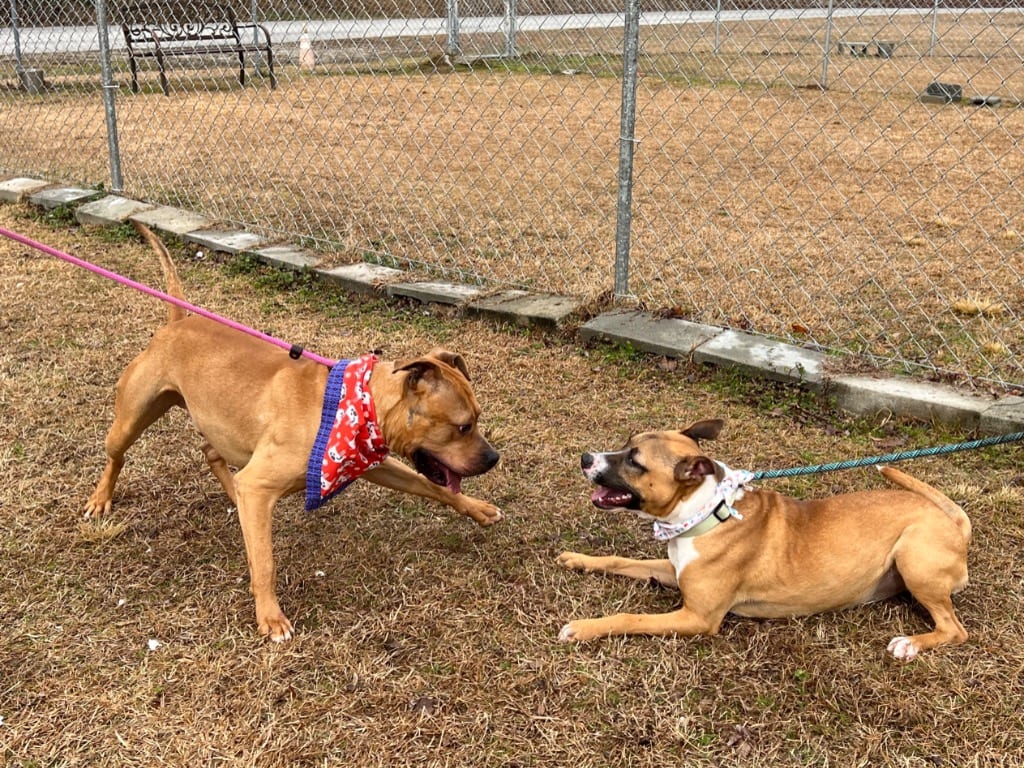Photo of Conner, adoptable Boxer in Hartsville, South Carolina
