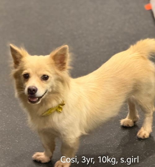 Photo of Cosi, adoptable Corgi in Agoura Hills, California