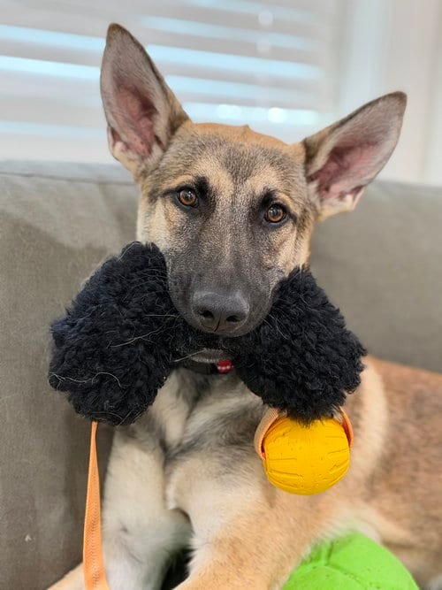 Photo of Joey, adoptable German Shepherd Dog in West Sacramento, California