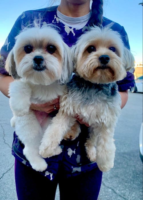 Photo of Krumpus & Mona, adoptable Maltese in Santa Clarita, California