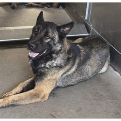 Photo of Dani Boy, adoptable German Shepherd Dog Akita in San Bernardino, California