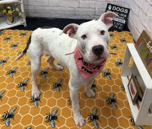 Photo of Sicilys Pizzeria, adoptable American Staffordshire Terrier in Detroit, Michigan