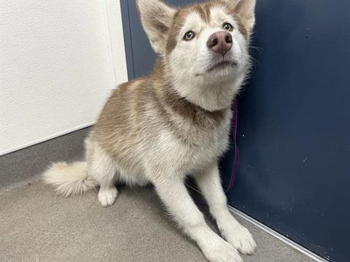 Photo of Kodiak, adoptable Siberian Husky in HESPERIA, California