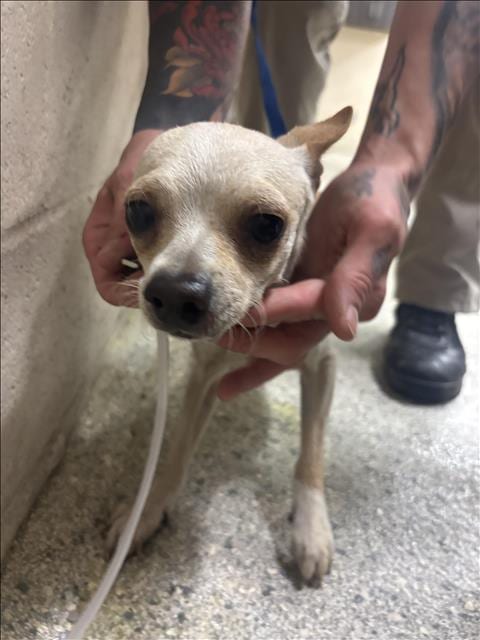Photo of A433489, adoptable Chihuahua in Conroe, Texas
