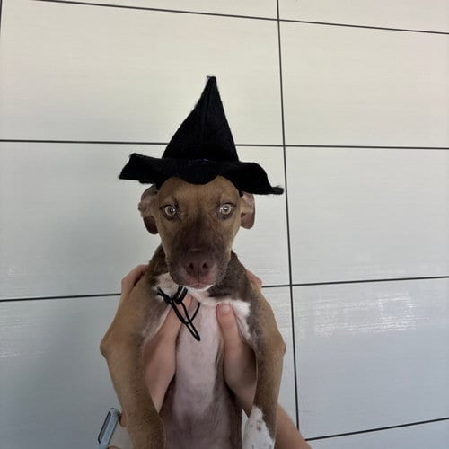 Photo of October, adoptable Unknown breed in Rancho Santa Fe, California