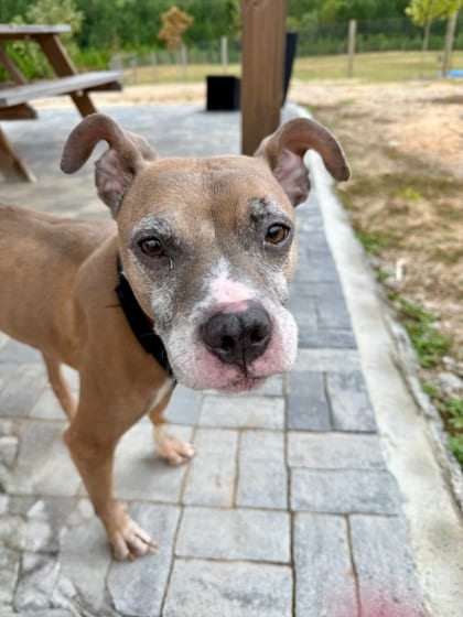 Photo of Queen Mary, adoptable dog in Atlanta, Georgia