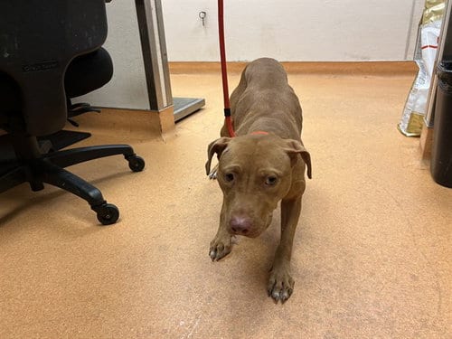 Photo of Mumbai, adoptable Pit Bull Terrier in Martinez, California