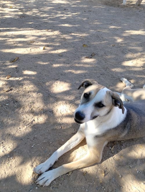 Photo of Holly, adoptable Greyhound in Apple Valley, California