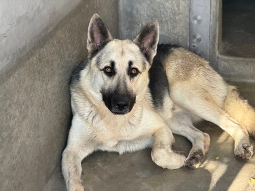Photo of Firulies, adoptable German Shepherd Dog in Los Angeles, California