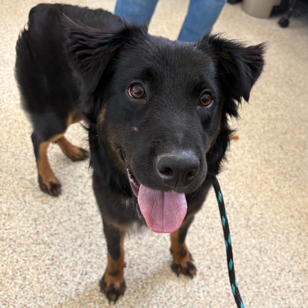 Photo of Boss, adoptable Collie, Border / Mix in Houston, Texas