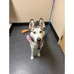 Photo of Hugo, adoptable Husky in Roseville, California