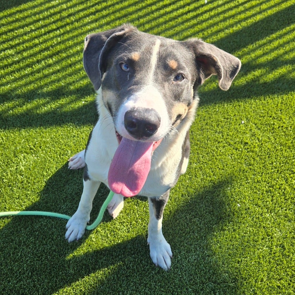 Photo of Sugar, adoptable Retriever, Labrador in Spartanburg, South Carolina