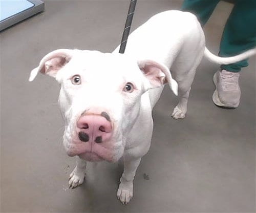 Photo of Stevie, adoptable American Pit Bull Terrier in Phoenix, Arizona