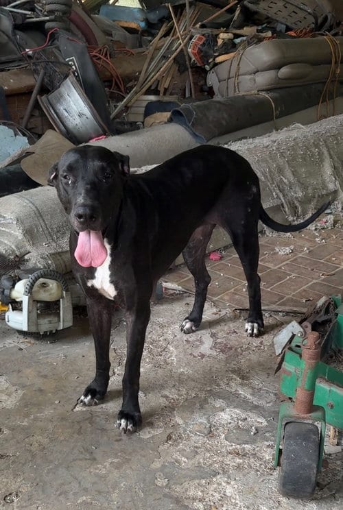 Photo of Katrina, adoptable Great Dane in Bullard, Texas
